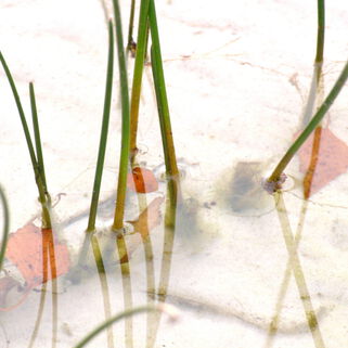 Fotografie von Kerstin Zegenhagen, Schilfhalme im Wasser