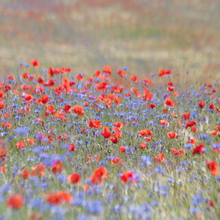 Fotografie von Kerstin Zegenhagen, Mohn-und Kornblumenfeld