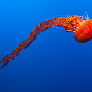 Bild Jellyfish vom Künstler Steffen Böttcher