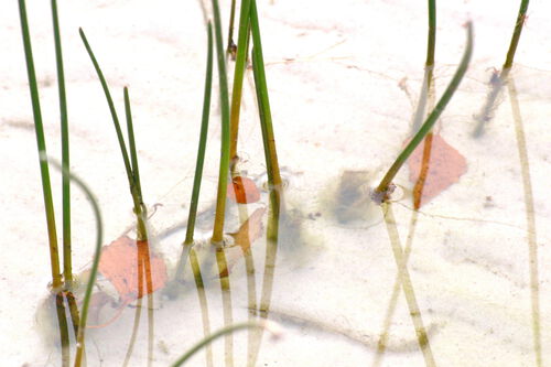 Fotografie von Kerstin Zegenhagen, Schilfhalme im Wasser