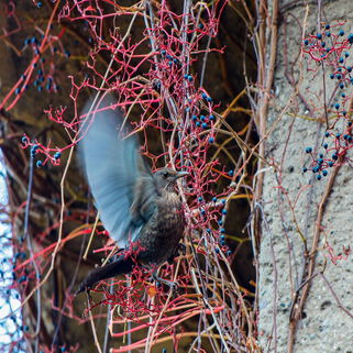 brauner Vogel mit Flügelschlag auf einem roten Strauch