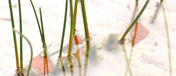 Fotografie von Kerstin Zegenhagen, Schilfhalme im Wasser