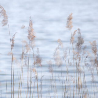 Fotografie von Kerstin Zegenhagen, Schilf und Wasser