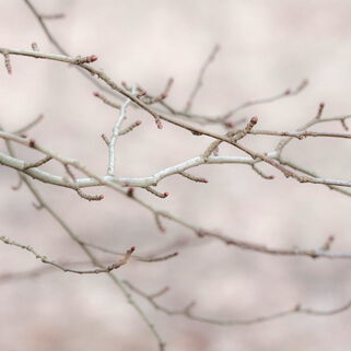 Fotografie von Kerstin Zegenhagen, Nahaufnahme Zweige